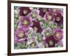 Heleborus Flower Design, Sammamish, Washington, USA-Darrell Gulin-Framed Photographic Print