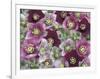 Heleborus Flower Design, Sammamish, Washington, USA-Darrell Gulin-Framed Photographic Print