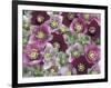 Heleborus Flower Design, Sammamish, Washington, USA-Darrell Gulin-Framed Photographic Print