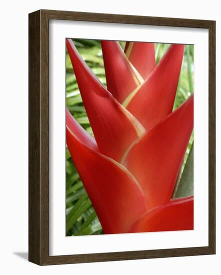 Heleconia, Maui, Hawaii, USA-Bruce Behnke-Framed Photographic Print