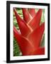 Heleconia, Maui, Hawaii, USA-Bruce Behnke-Framed Photographic Print