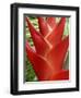 Heleconia, Maui, Hawaii, USA-Bruce Behnke-Framed Photographic Print