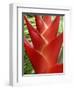 Heleconia, Maui, Hawaii, USA-Bruce Behnke-Framed Photographic Print