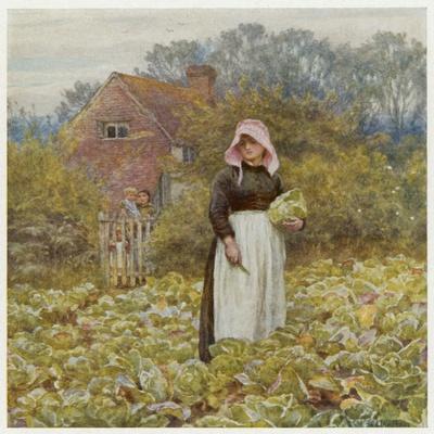 Cutting Cabbages, Allingh