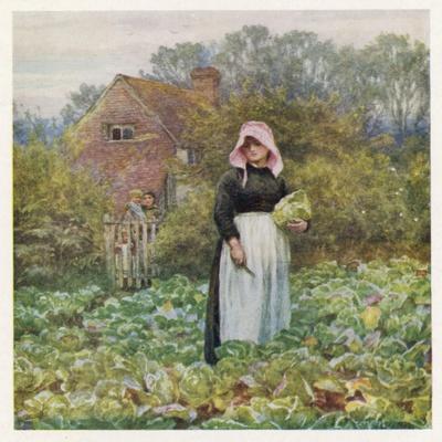 Social, Cabbage Cutting