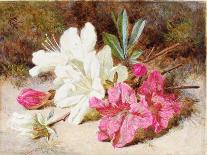 Azalea Bloom, C.1865-74-Helen Cordelia Coleman Angell-Stretched Canvas