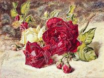 One White and Two Red Roses and Buds-Helen Cordelia Coleman Angell-Stretched Canvas