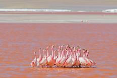 Ritual Dance of Flamingo, Wildlife, Laguna Colorada (Red Lagoon), Altiplano, Bolivia-Helen Filatova-Mounted Photographic Print