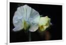 Gramercy White