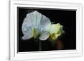 Gramercy White