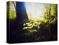 Stretched Canvas