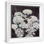 White Frame