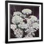 Gramercy Black