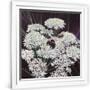 Gramercy White