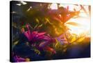 Stretched Canvas