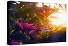 Stretched Canvas