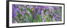 Black Frame