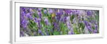 White Frame