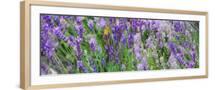 Brown Frame