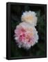 Essential Black