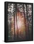 Essential Black