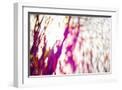 White Frame