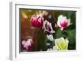 White Frame