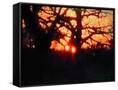 Canvas Black