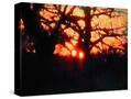 Stretched Canvas