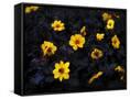 Canvas Black