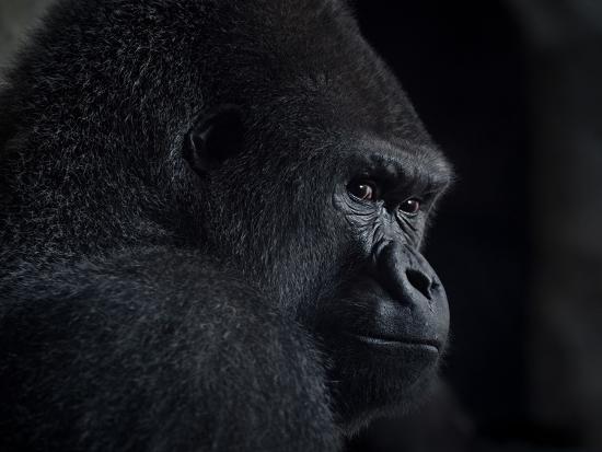 Premium Photographic Print, , large