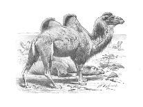'Bactrian Camel', c1900-Helena J. Maguire-Giclee Print