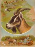 'The Goat', c1900-Helena J. Maguire-Giclee Print