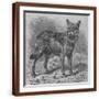 Brown Frame