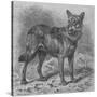 Stretched Canvas