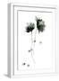 White Frame