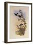 Helena's Calypte, Calypte Helen?-John Gould-Framed Giclee Print