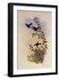 Helena's Calypte, Calypte Helen?-John Gould-Framed Giclee Print