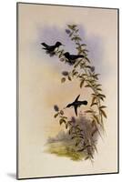 Helena's Calypte, Calypte Helen?-John Gould-Mounted Giclee Print