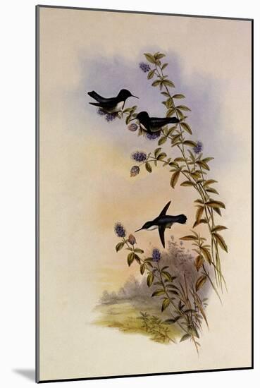 Helena's Calypte, Calypte Helen?-John Gould-Mounted Giclee Print