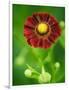 Helenium dunkelpracht-Clive Nichols-Framed Photographic Print