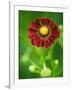 Helenium dunkelpracht-Clive Nichols-Framed Photographic Print