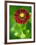 Helenium dunkelpracht-Clive Nichols-Framed Photographic Print