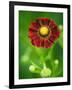 Helenium dunkelpracht-Clive Nichols-Framed Photographic Print