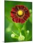 Helenium dunkelpracht-Clive Nichols-Mounted Photographic Print