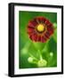 Helenium dunkelpracht-Clive Nichols-Framed Photographic Print