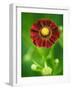 Helenium dunkelpracht-Clive Nichols-Framed Photographic Print