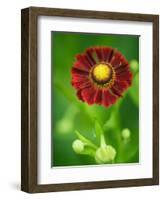 Helenium dunkelpracht-Clive Nichols-Framed Photographic Print