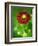 Helenium dunkelpracht-Clive Nichols-Framed Photographic Print