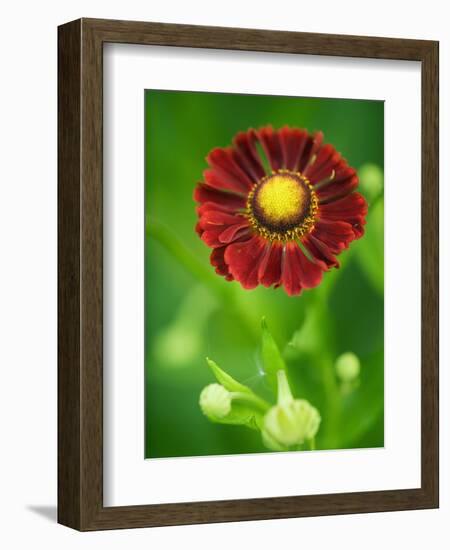 Helenium dunkelpracht-Clive Nichols-Framed Photographic Print